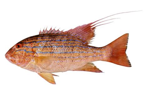 chinaman fish|Symphorus nematophorus, Chinamanfish : fisheries, gamefish.